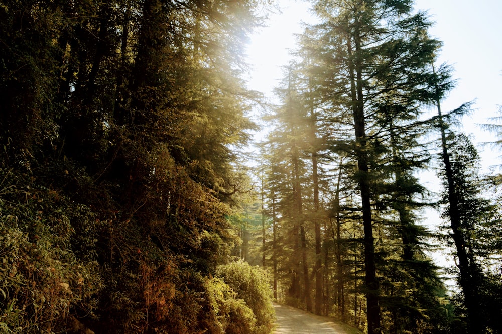 green trees on brown dirt road during daytime