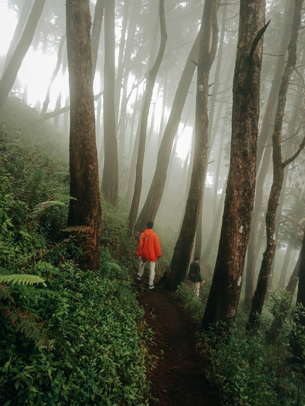 person in red jacket walking on pathway between trees during daytime