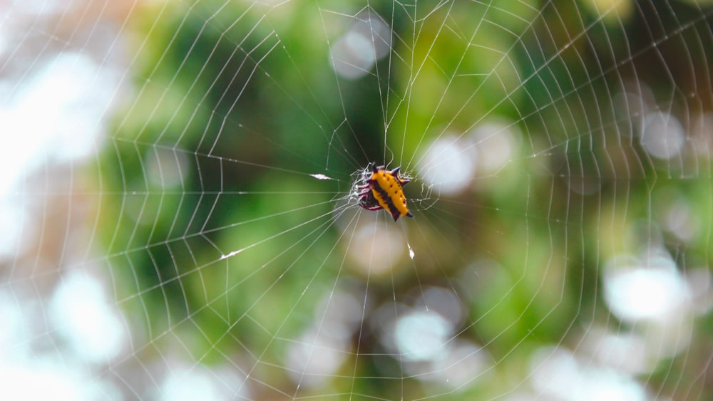 brown and black spider on web in close up photography during daytime