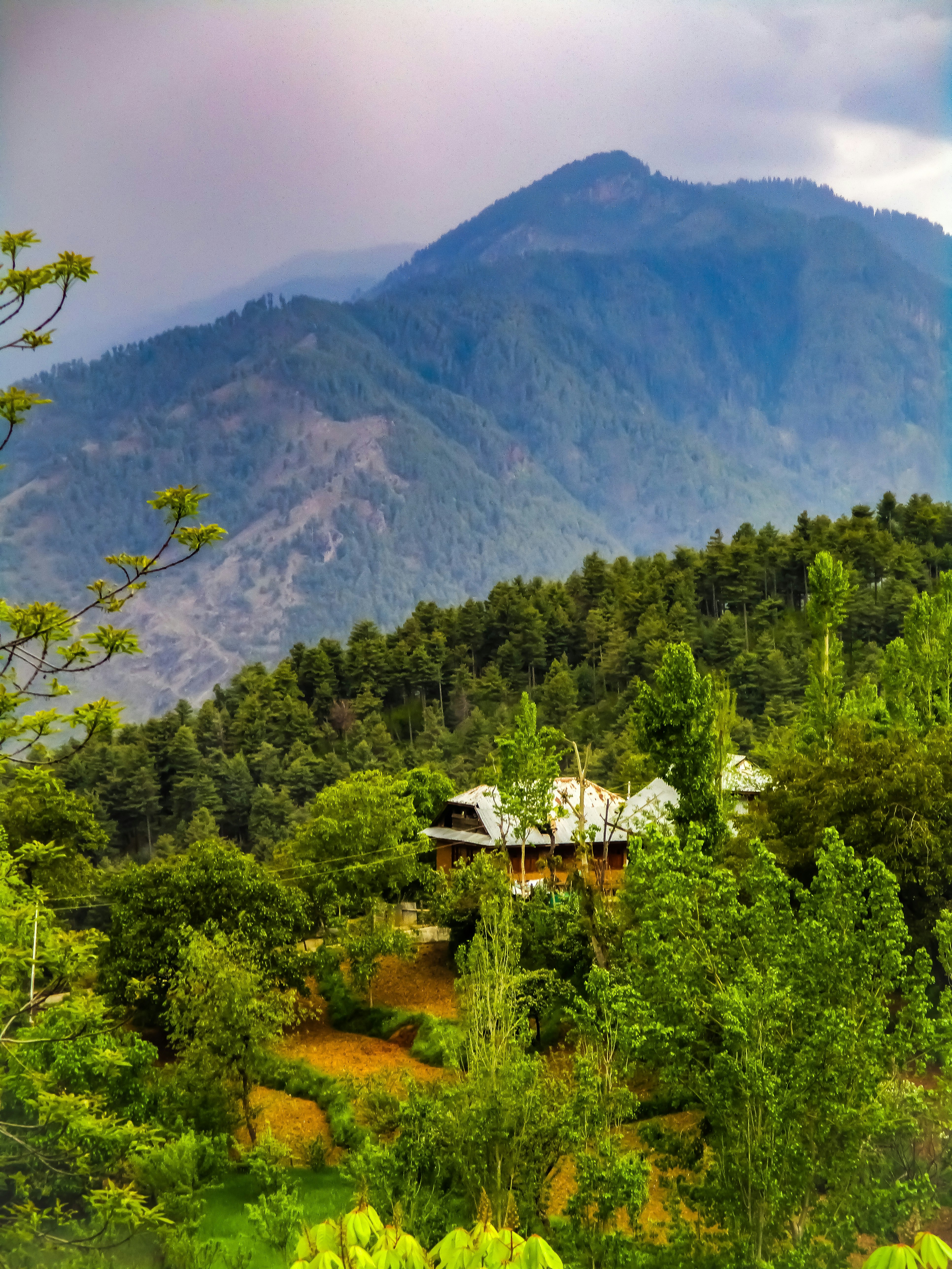 green trees on mountain during daytime