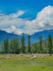 A group of jacobs sheep grazing gently in the snow-covered prairie.