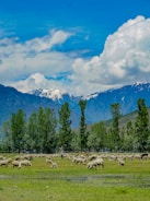 A group of jacobs sheep grazing gently in the snow-covered prairie.