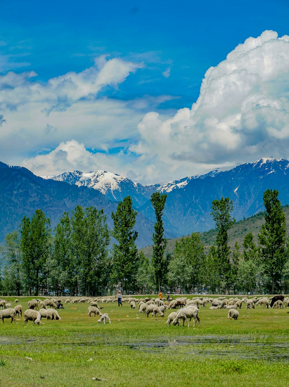 herd of sheep on green grass field near green trees under white clouds and blue sky