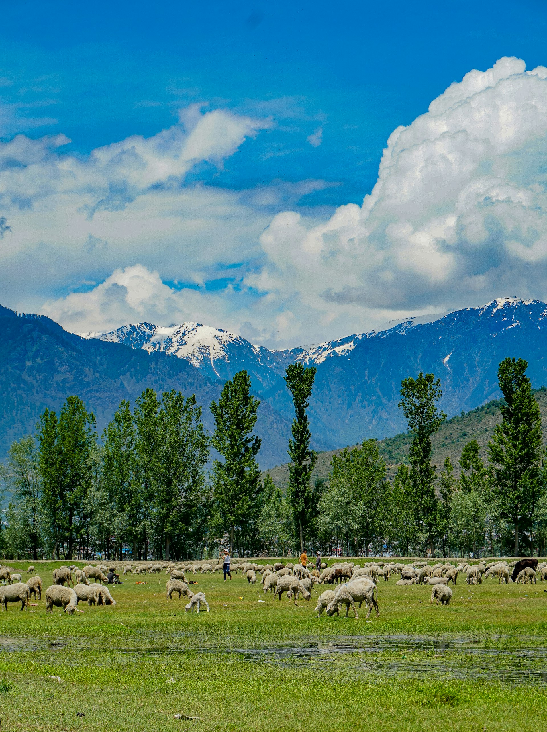 herd of sheep on green grass field near green trees under white clouds and blue sky