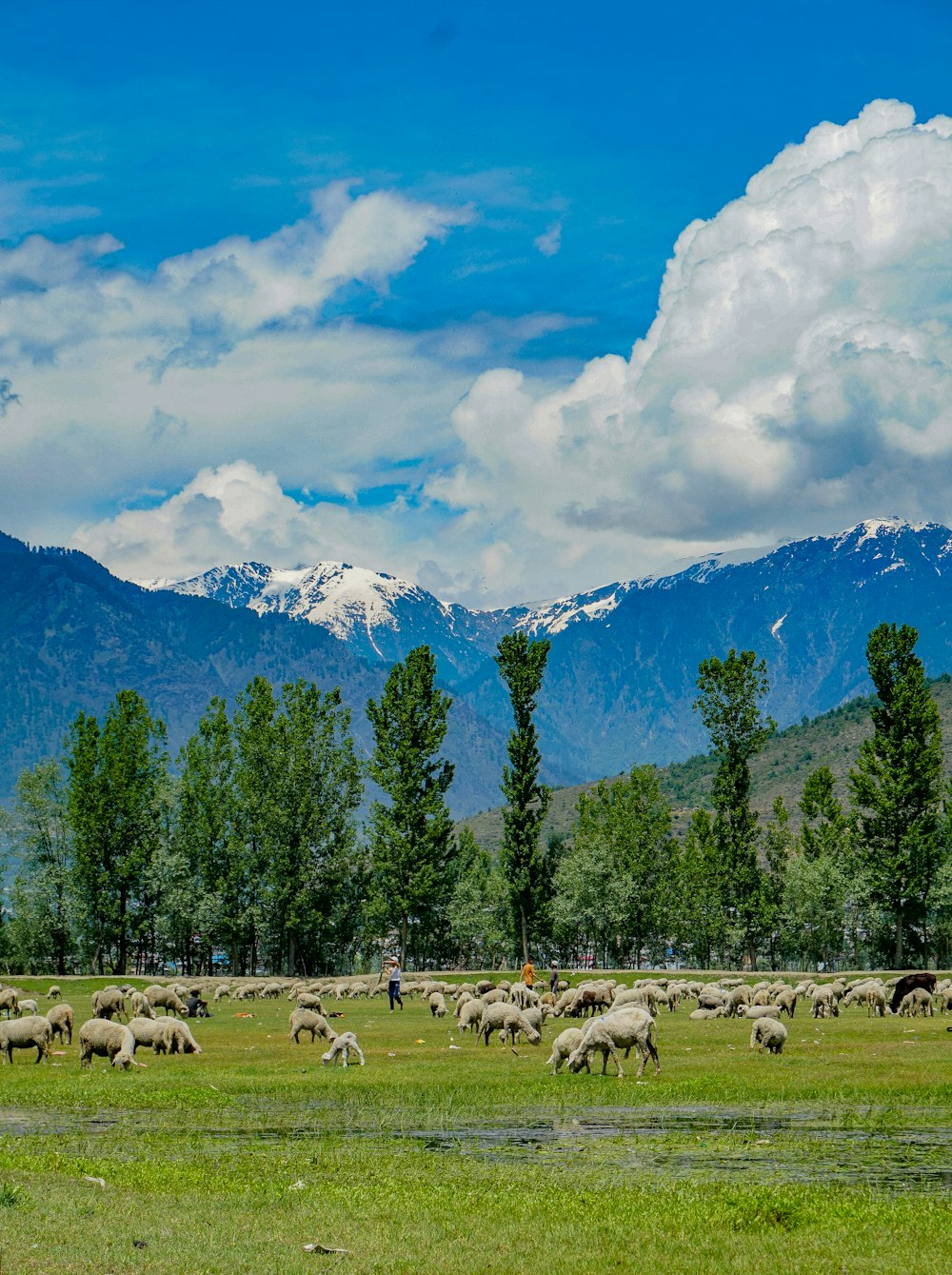 rebaño de ovejas en el campo de hierba verde cerca de los árboles verdes bajo las nubes blancas y el cielo azul