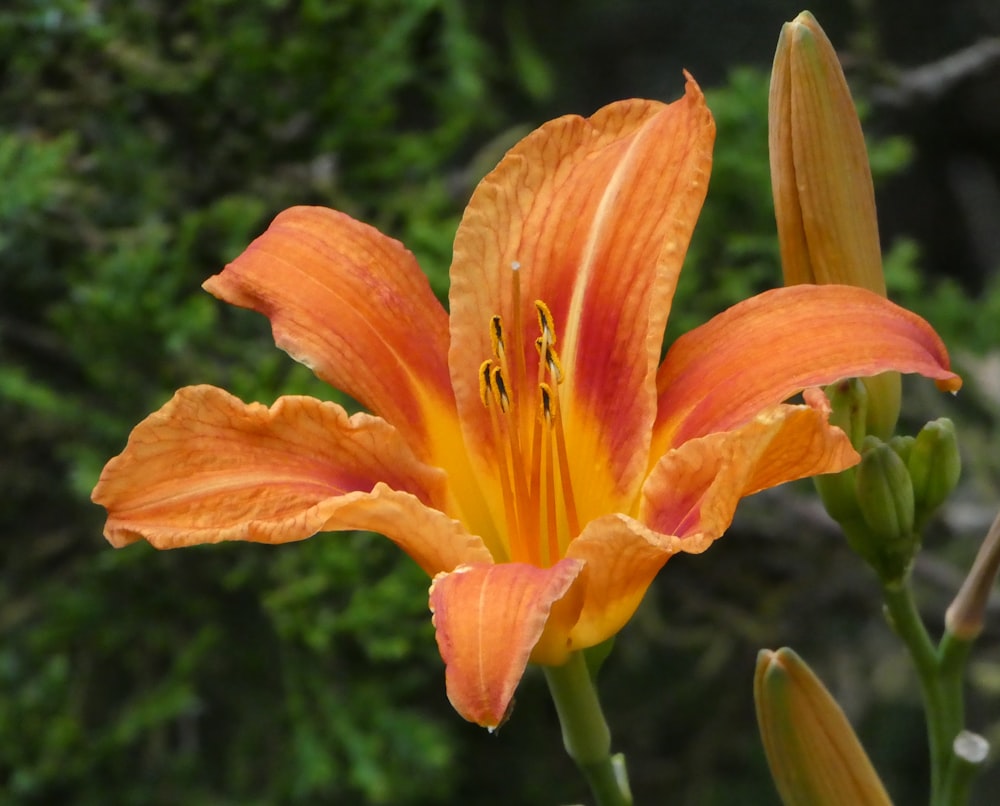 orange flower in tilt shift lens