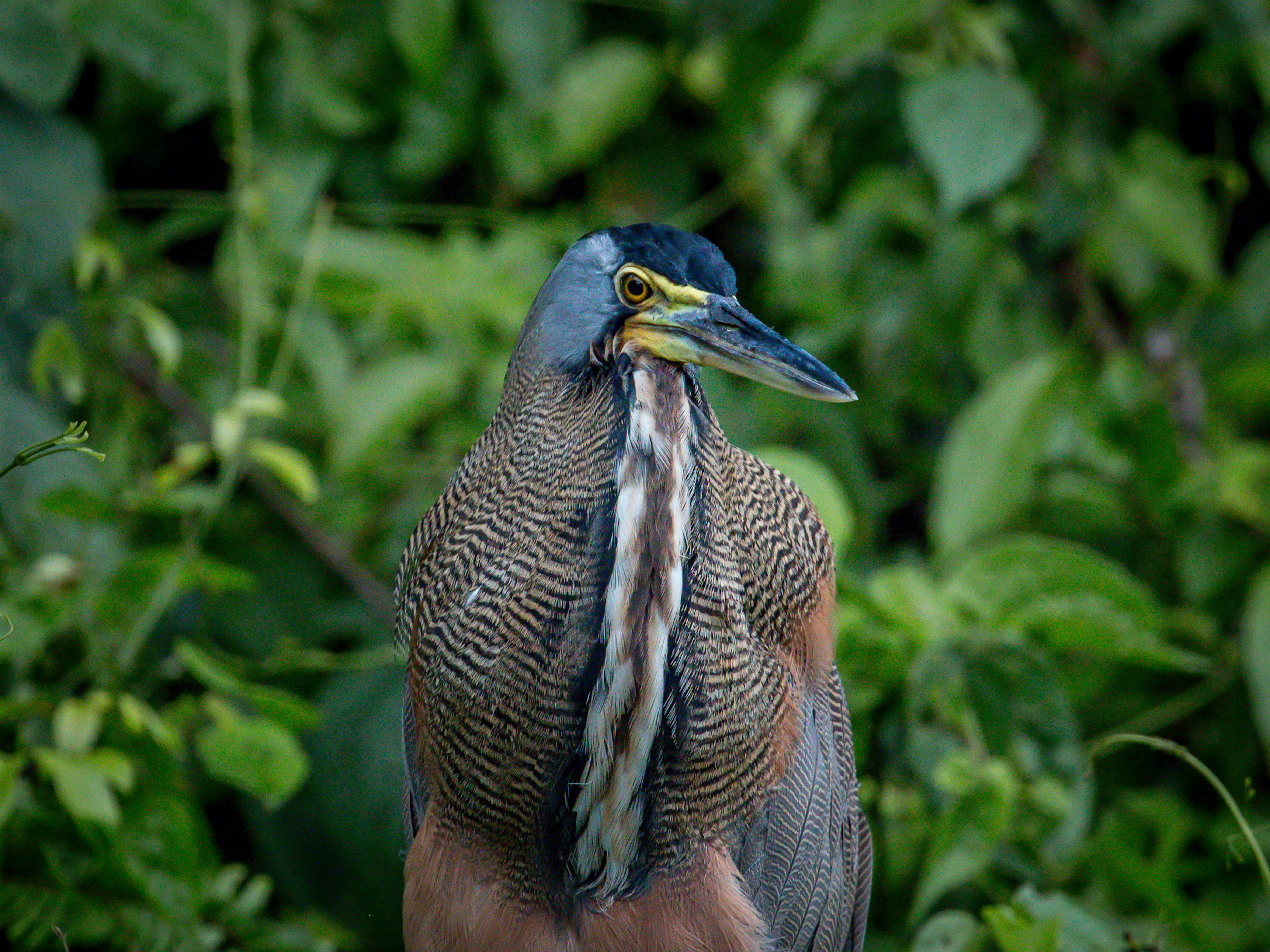 brown and black bird on tree branch during daytime, Bare Throated Tiger Heron at Tortuguero National Park, Costa Rica