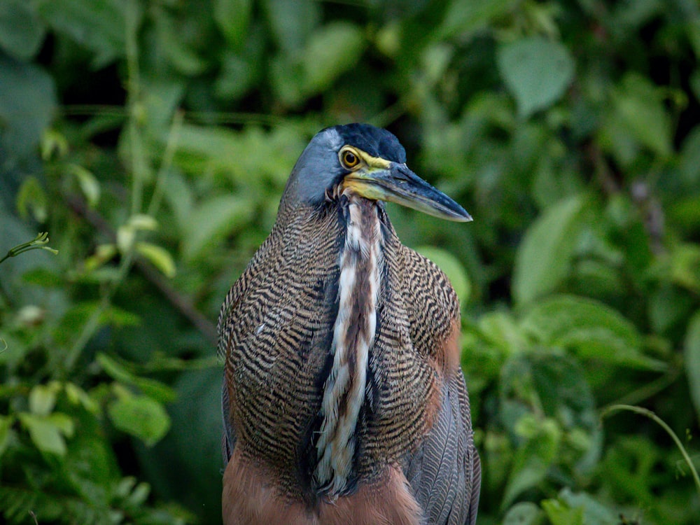 brown and black bird on tree branch during daytime