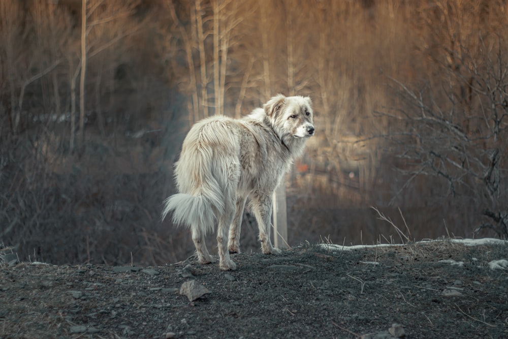 lobo branco e marrom andando em terra batida durante o dia