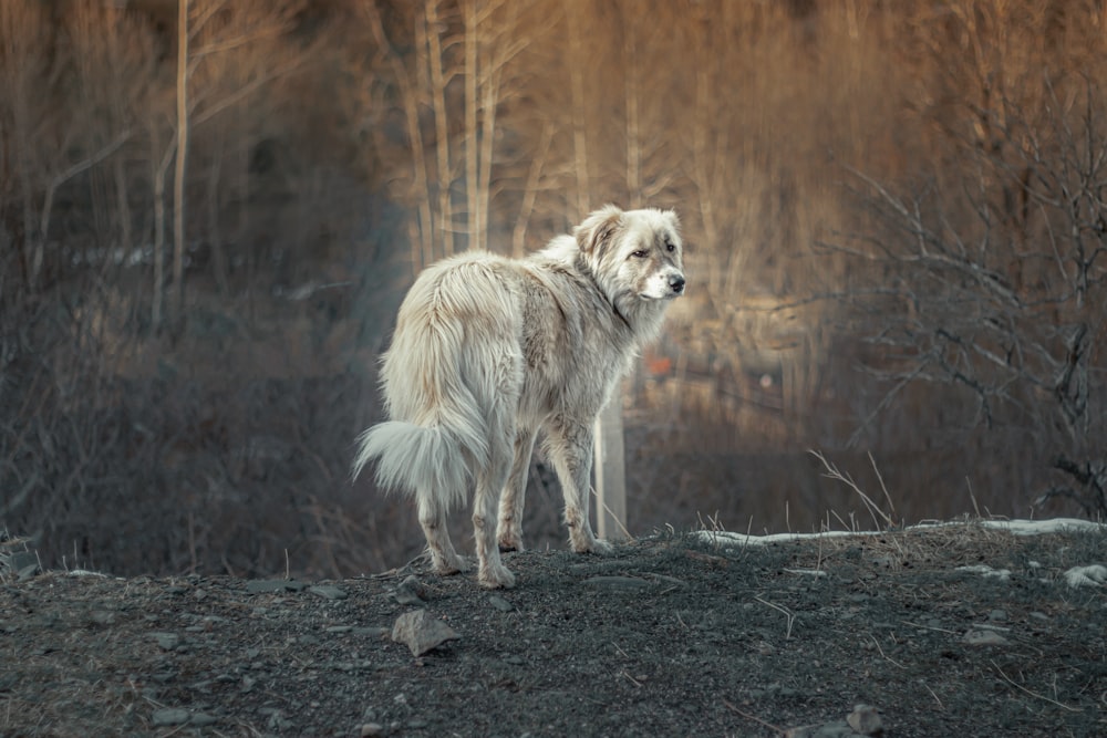 lobo blanco y marrón caminando sobre suelo de tierra durante el día