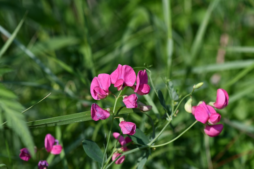 pink flowers in tilt shift lens