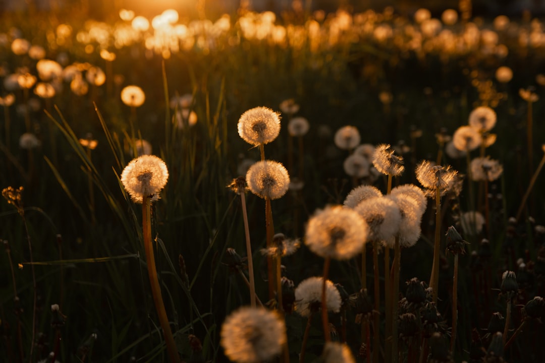 white dandelion in close up photography during sunset