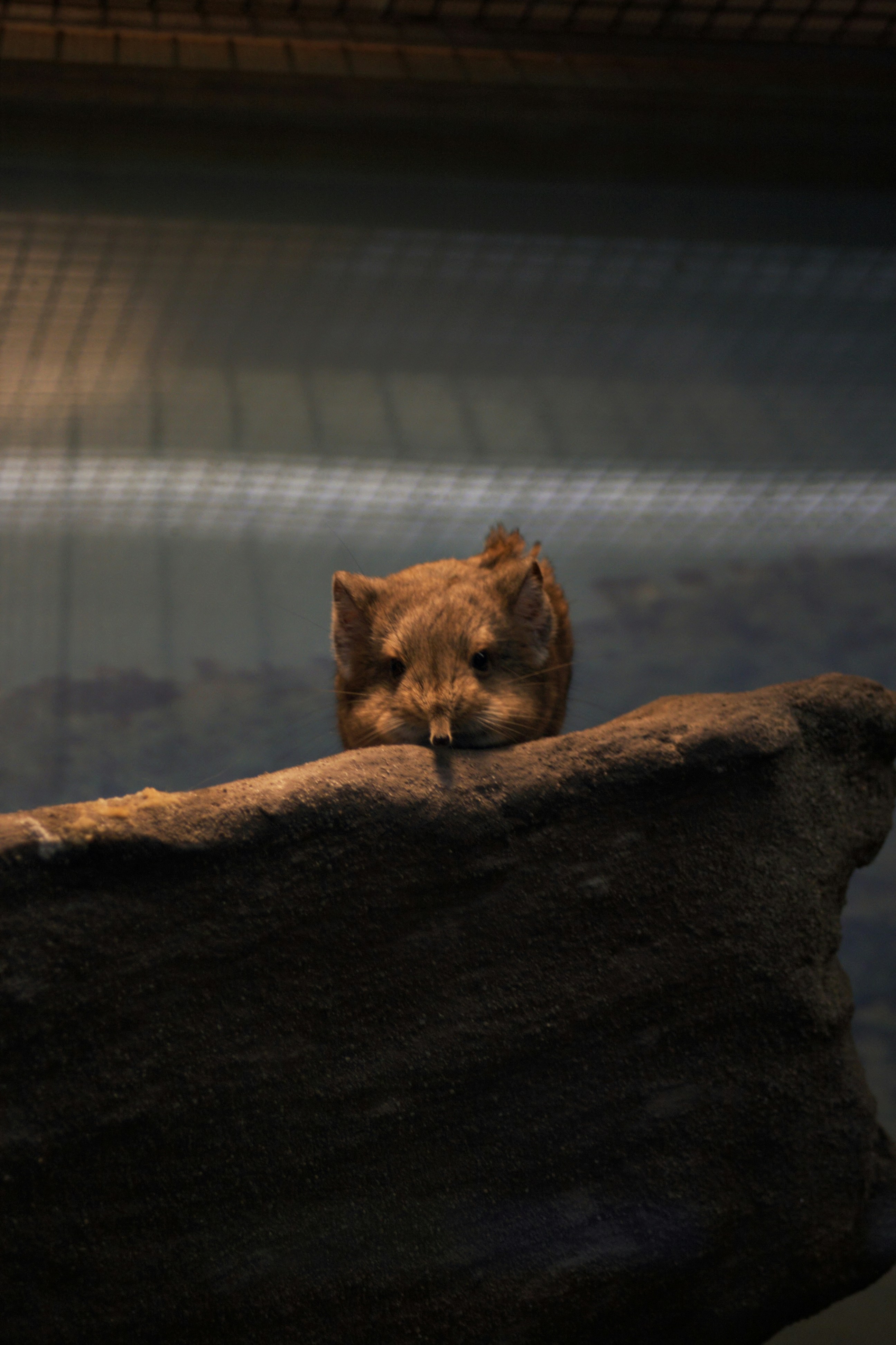 brown cat on brown tree trunk