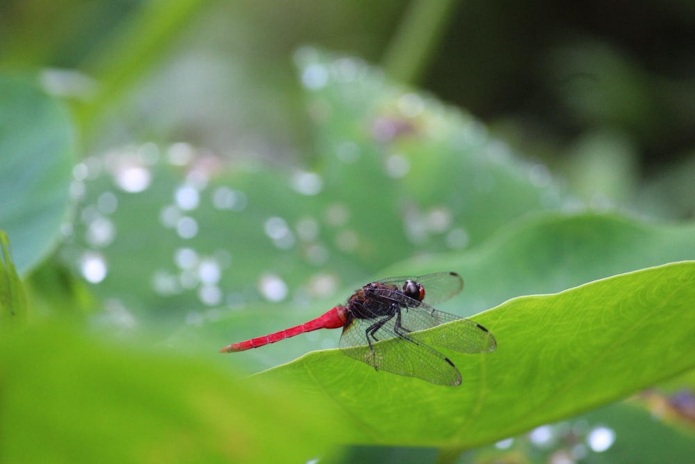 red dragonfly perched on green leaf in close up photography during daytime