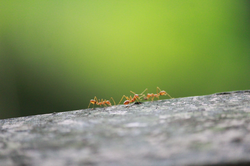 red ant on grey concrete surface in close up photography during daytime