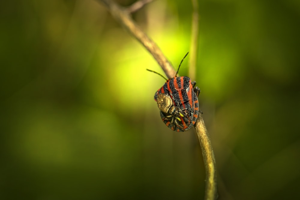 brown and black butterfly perched on brown stem in close up photography during daytime