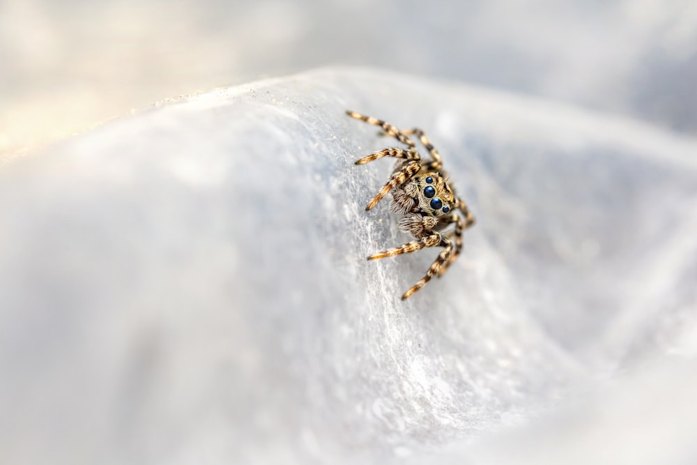 brown and black spider on white textile