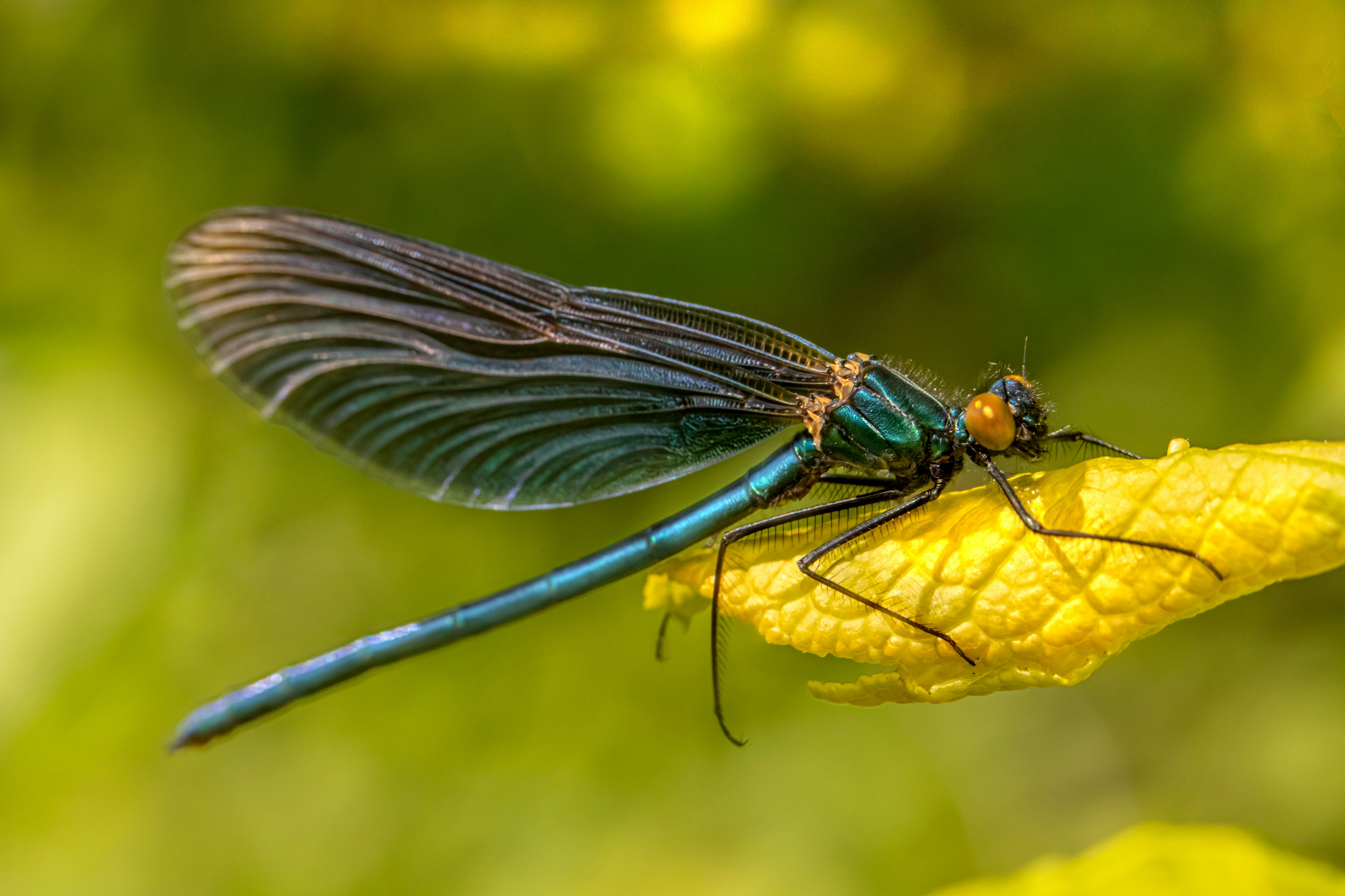 blue damselfly perched on yellow flower in close up photography during daytime