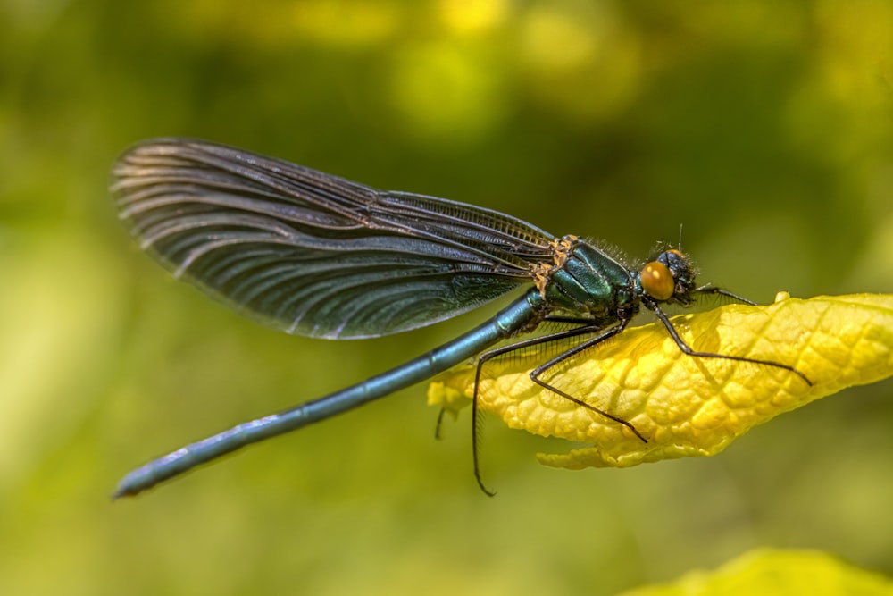 caballito del diablo azul posado en flor amarilla en fotografía de primer plano durante el día