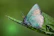 A close-up of a delicate butterfly resting on a teal leaf.