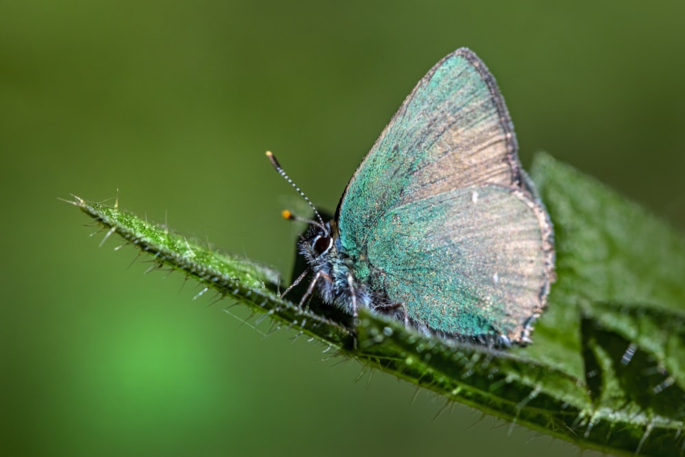 blue and white butterfly on green stem in macro photography during daytime