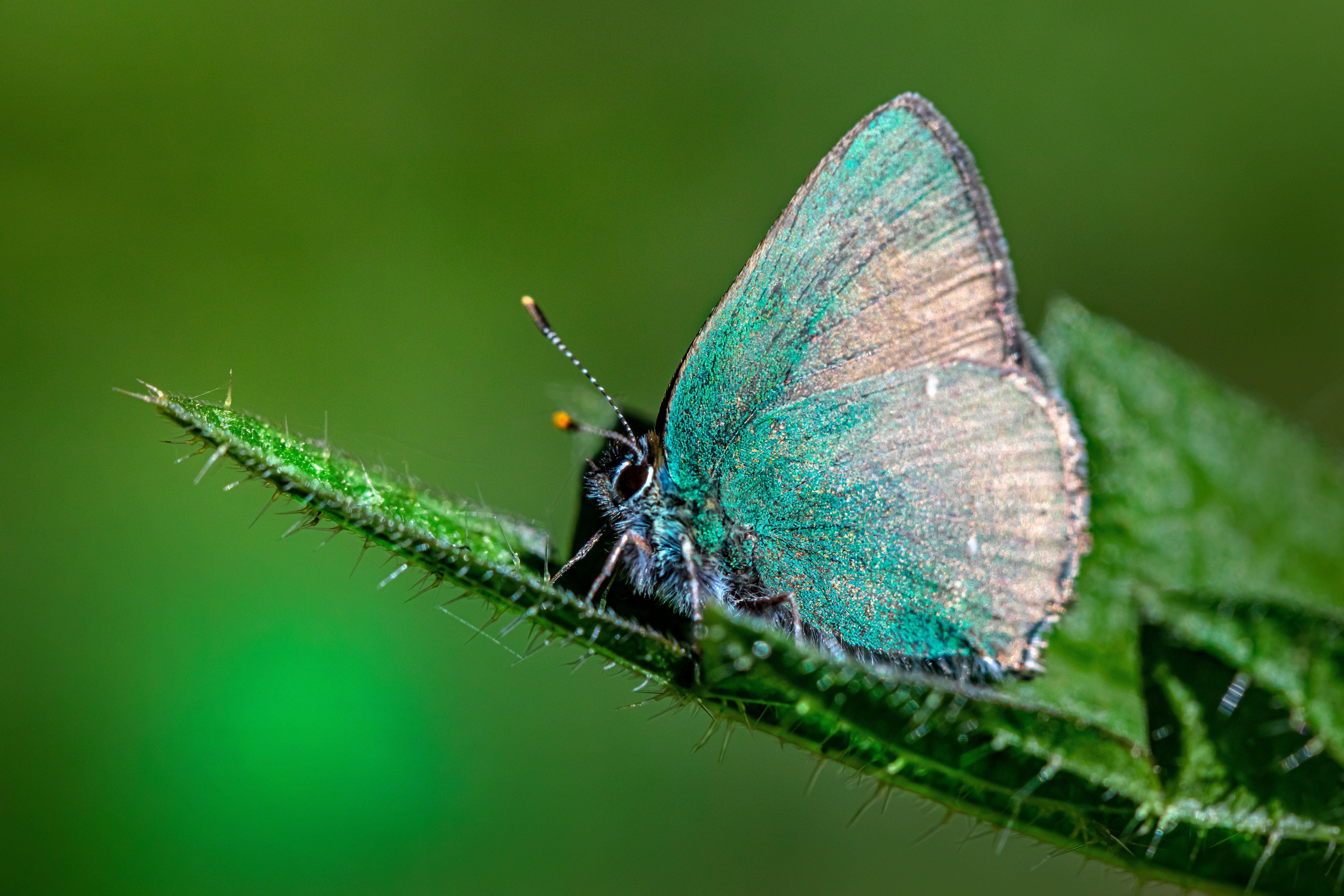 blue and white butterfly on green stem in macro photography during daytime