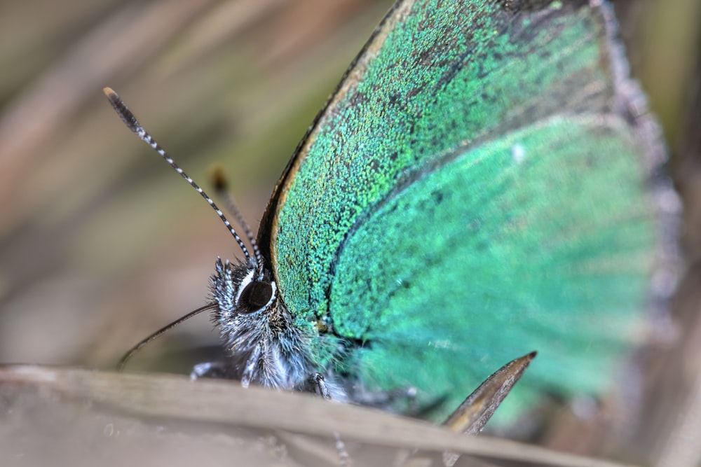 blue and brown butterfly on green leaf in close up photography during daytime