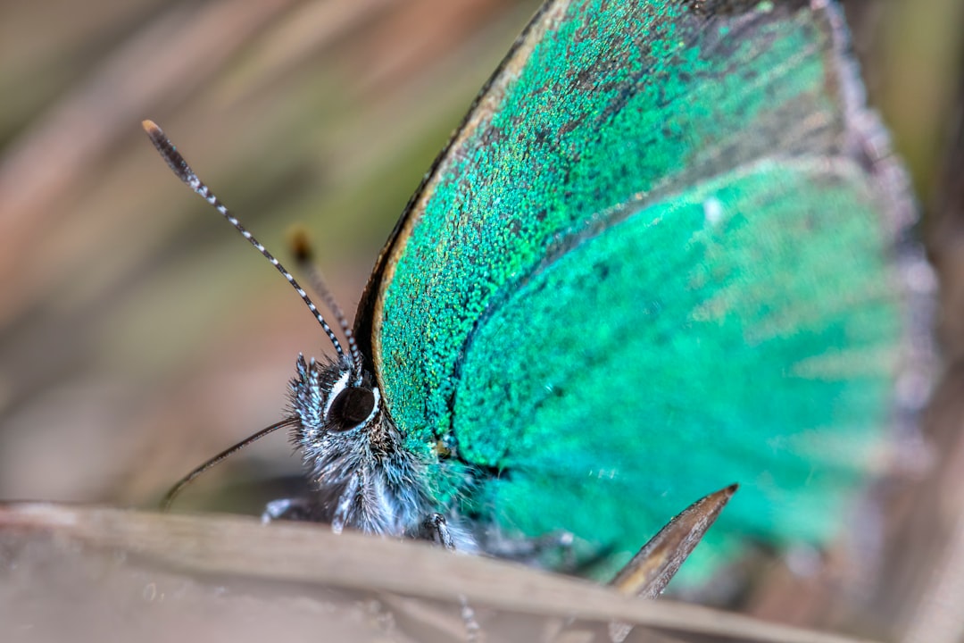 blue and brown butterfly on green leaf in close up photography during daytime