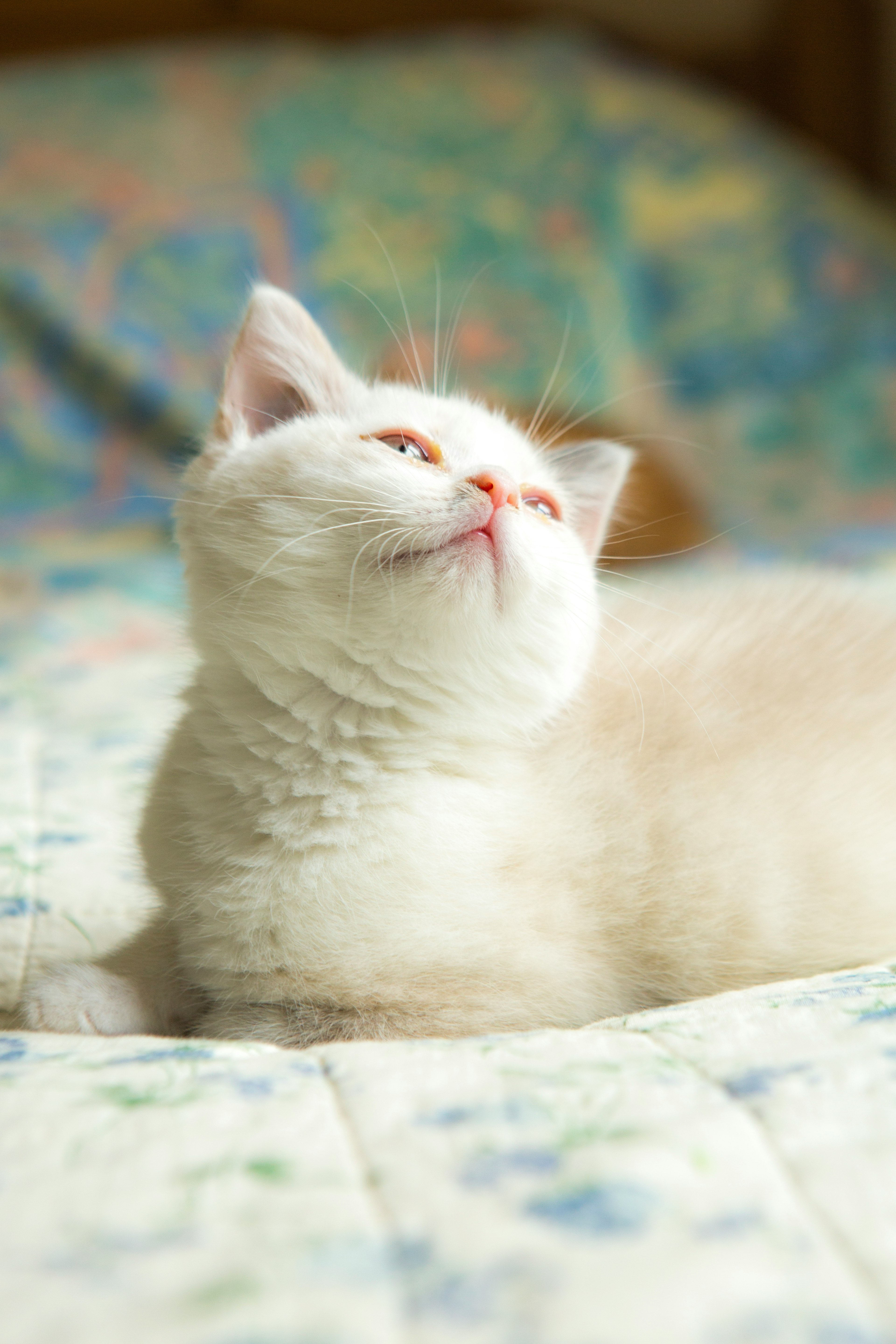 white cat lying on white textile