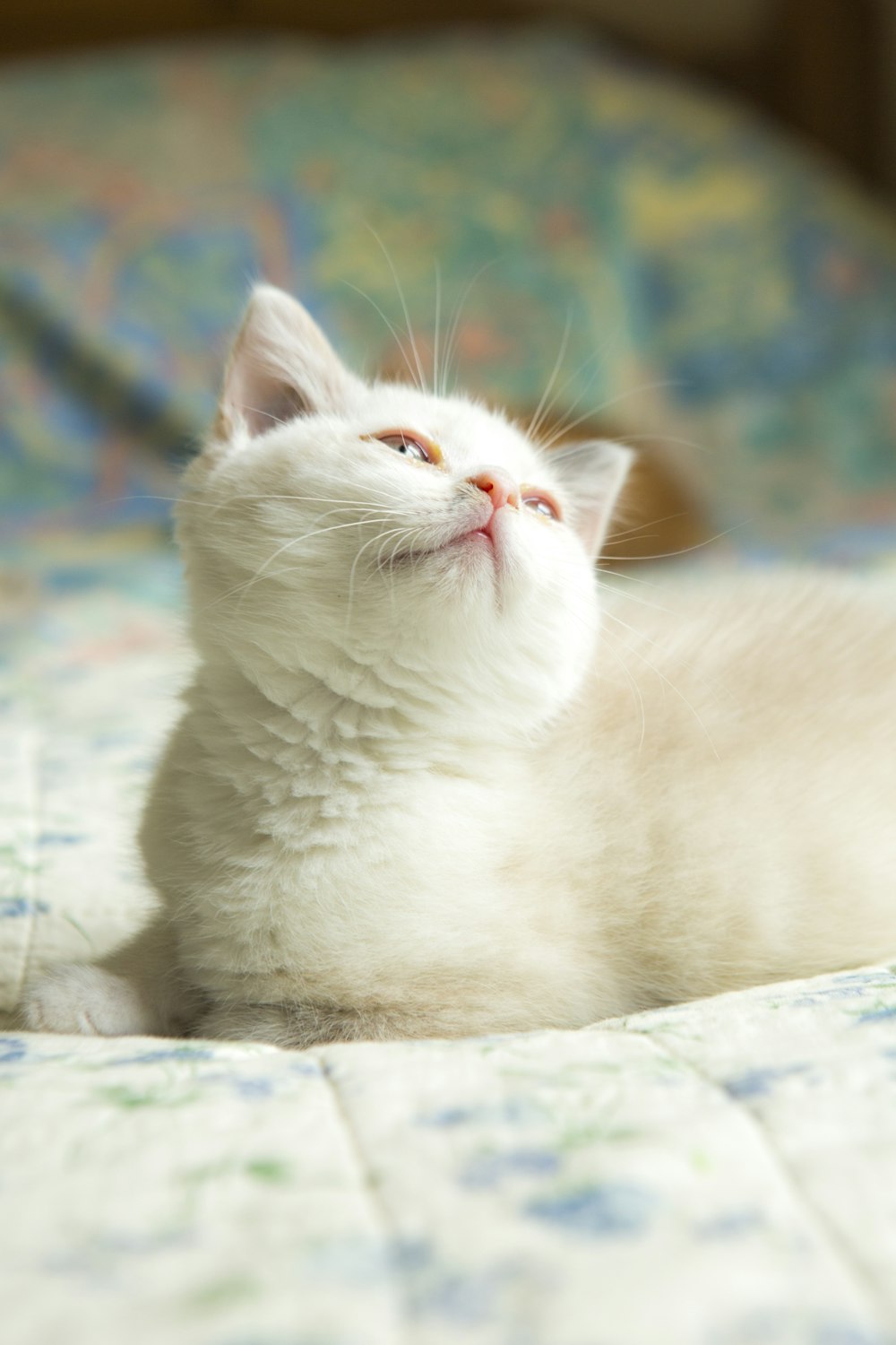 white cat lying on white textile