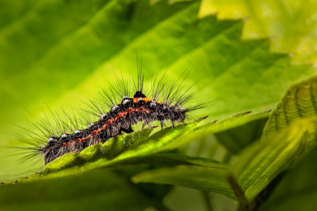 black and white caterpillar on green leaf