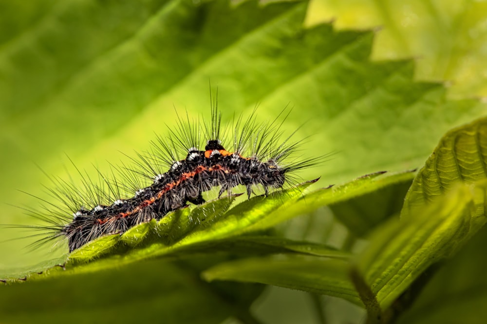 black and white caterpillar on green leaf