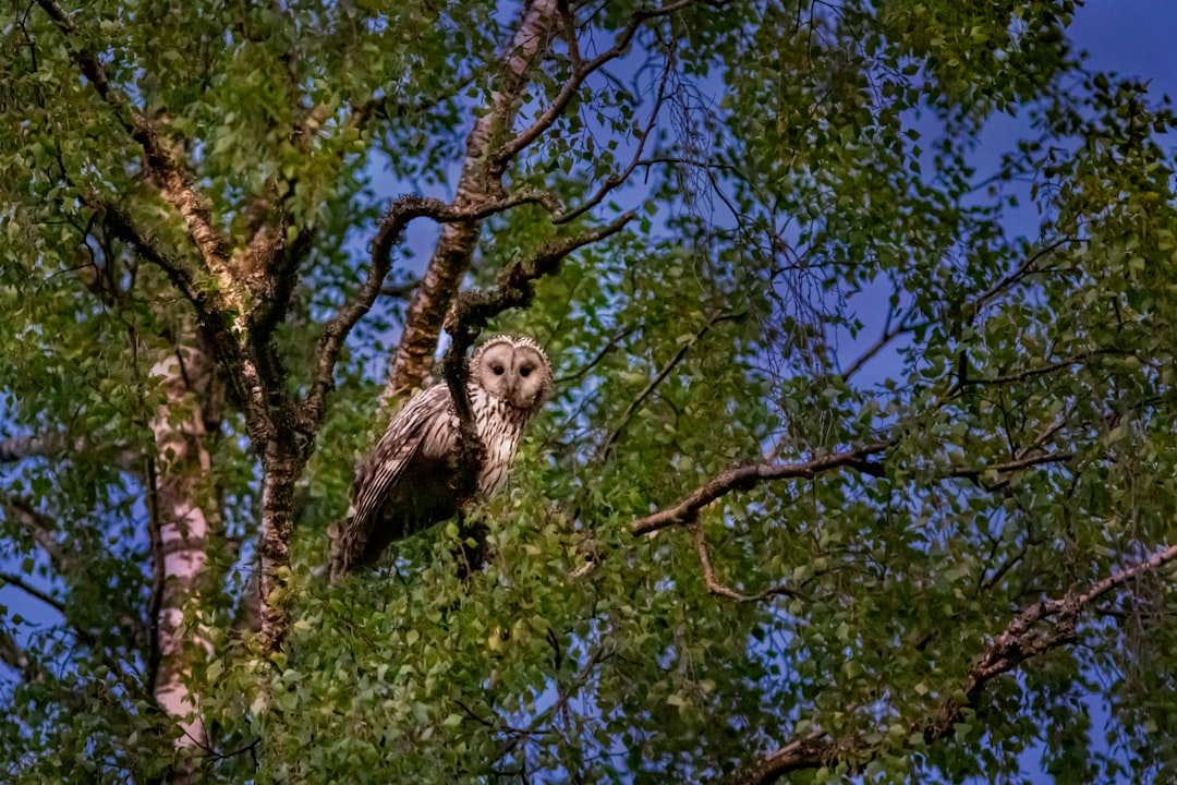 owl perched on tree branch during daytime