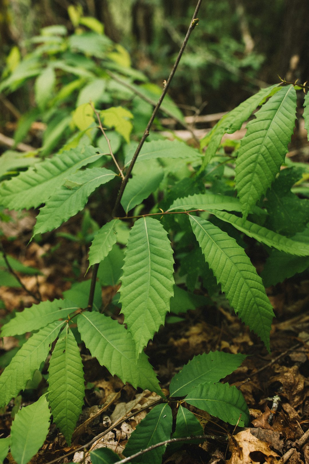 green leaf plant during daytime