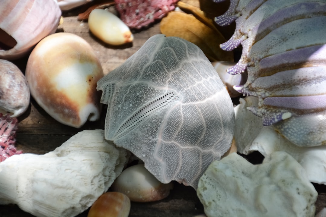white and gray sea shell
