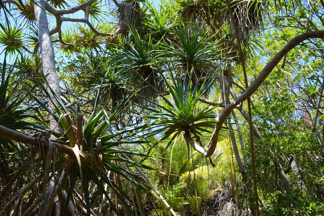 green palm tree during daytime