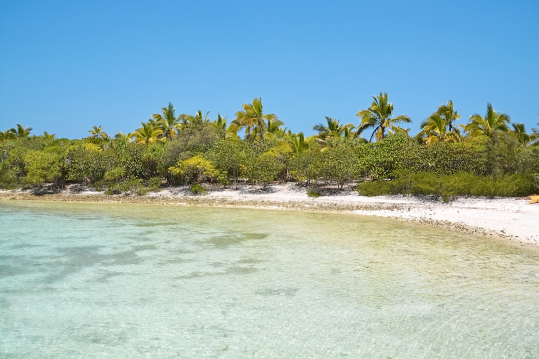 green palm trees on beach shore during daytime