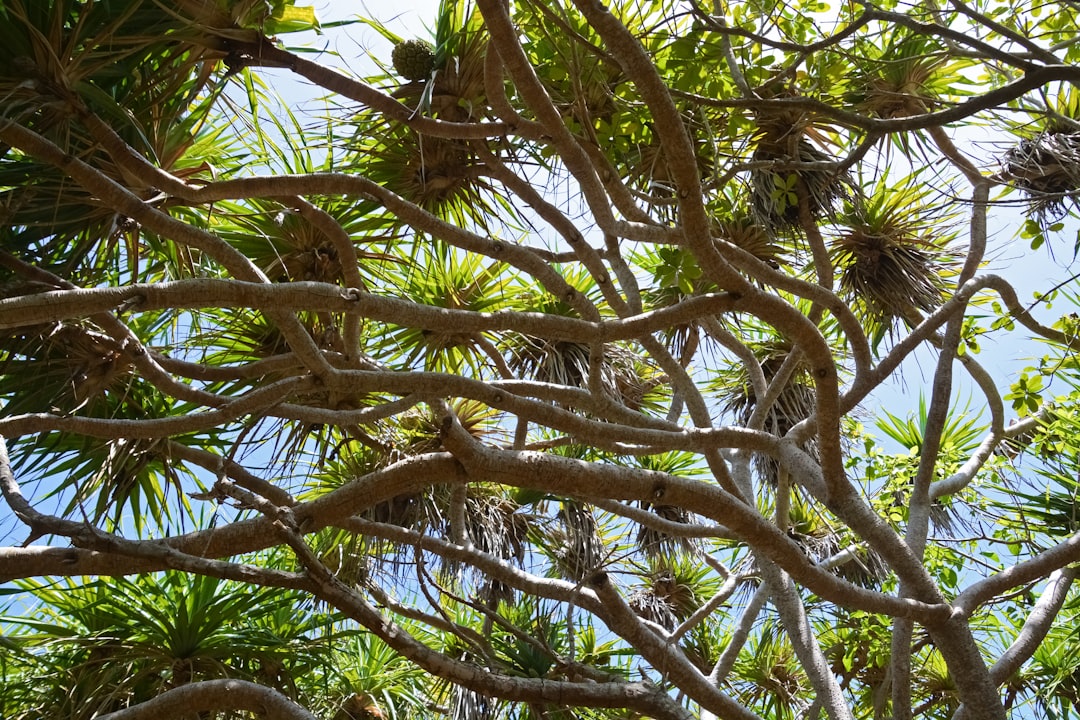 brown tree branches during daytime