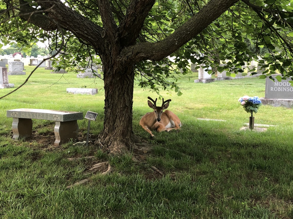 Cerf brun couché sur un champ d’herbe verte pendant la journée