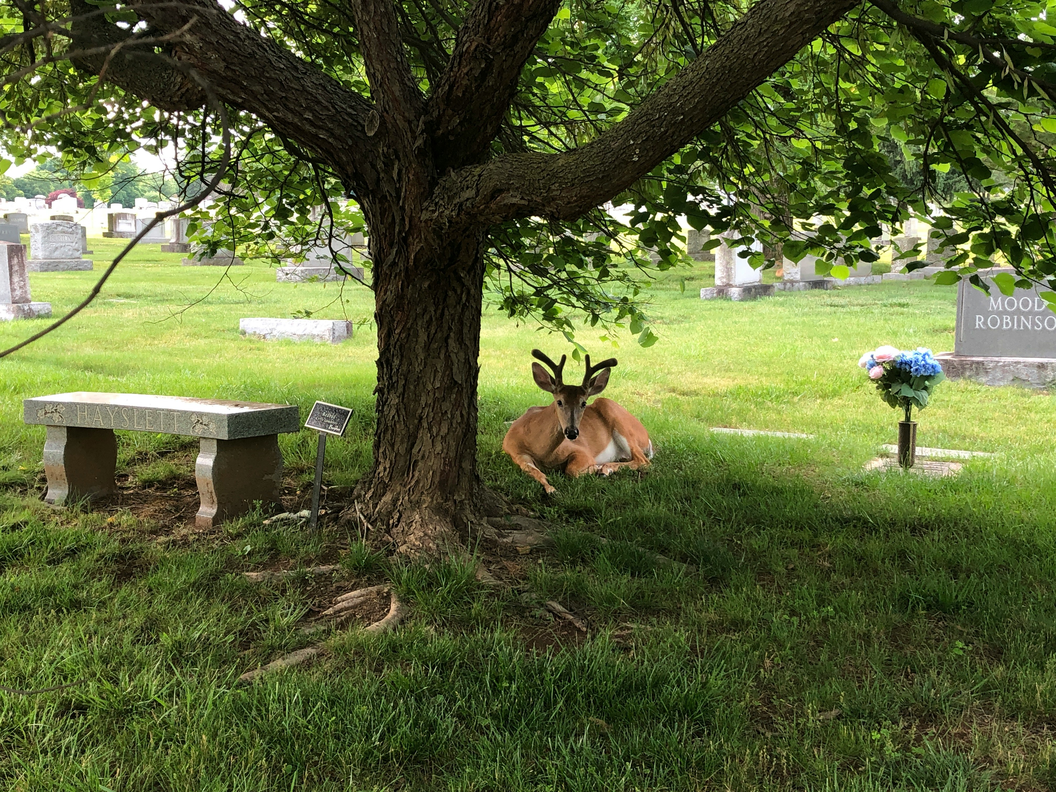It’s nice to know that Evergreen Burial Park is friendly to wildlife.