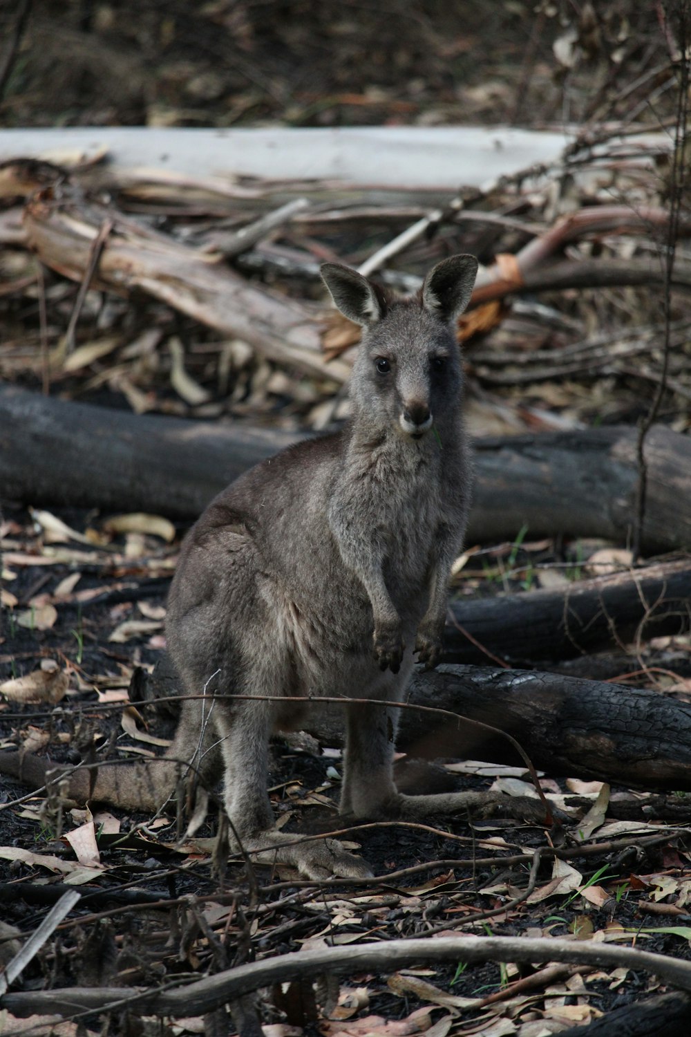 brown kangaroo standing on brown dried leaves during daytime