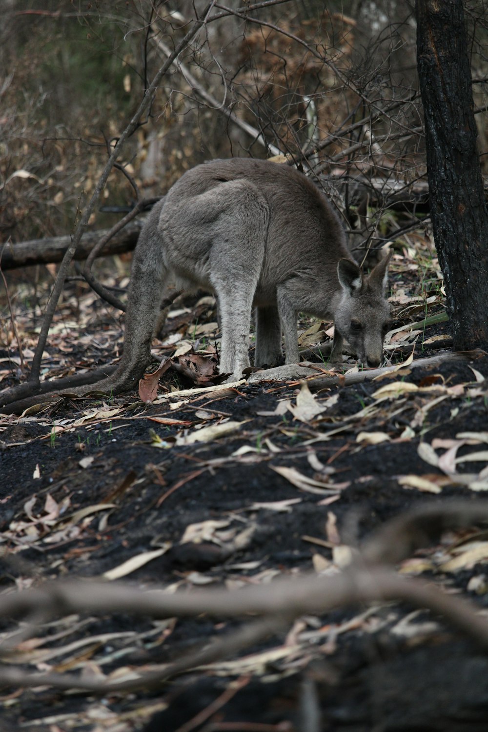 gray kangaroo on brown dried leaves