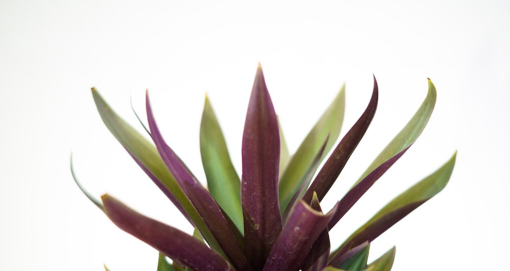 green plant on white ceramic pot