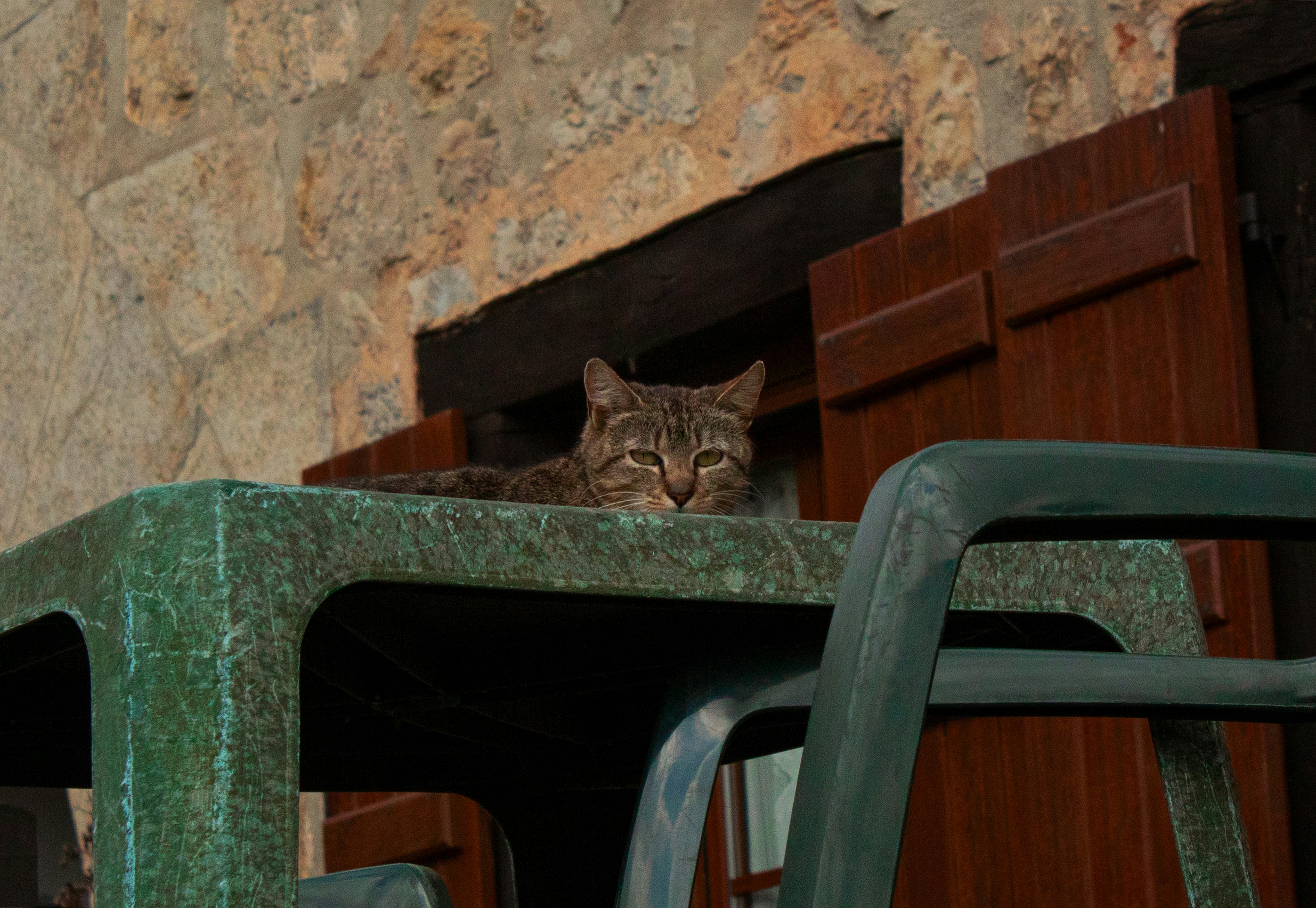 brown tabby cat on green concrete bench