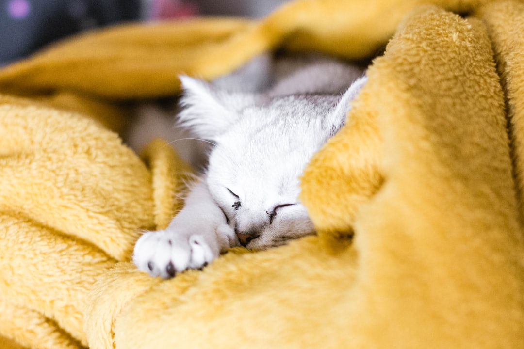 white and gray cat lying on yellow textile