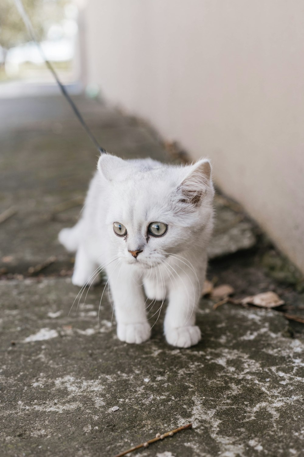 white cat on brown soil