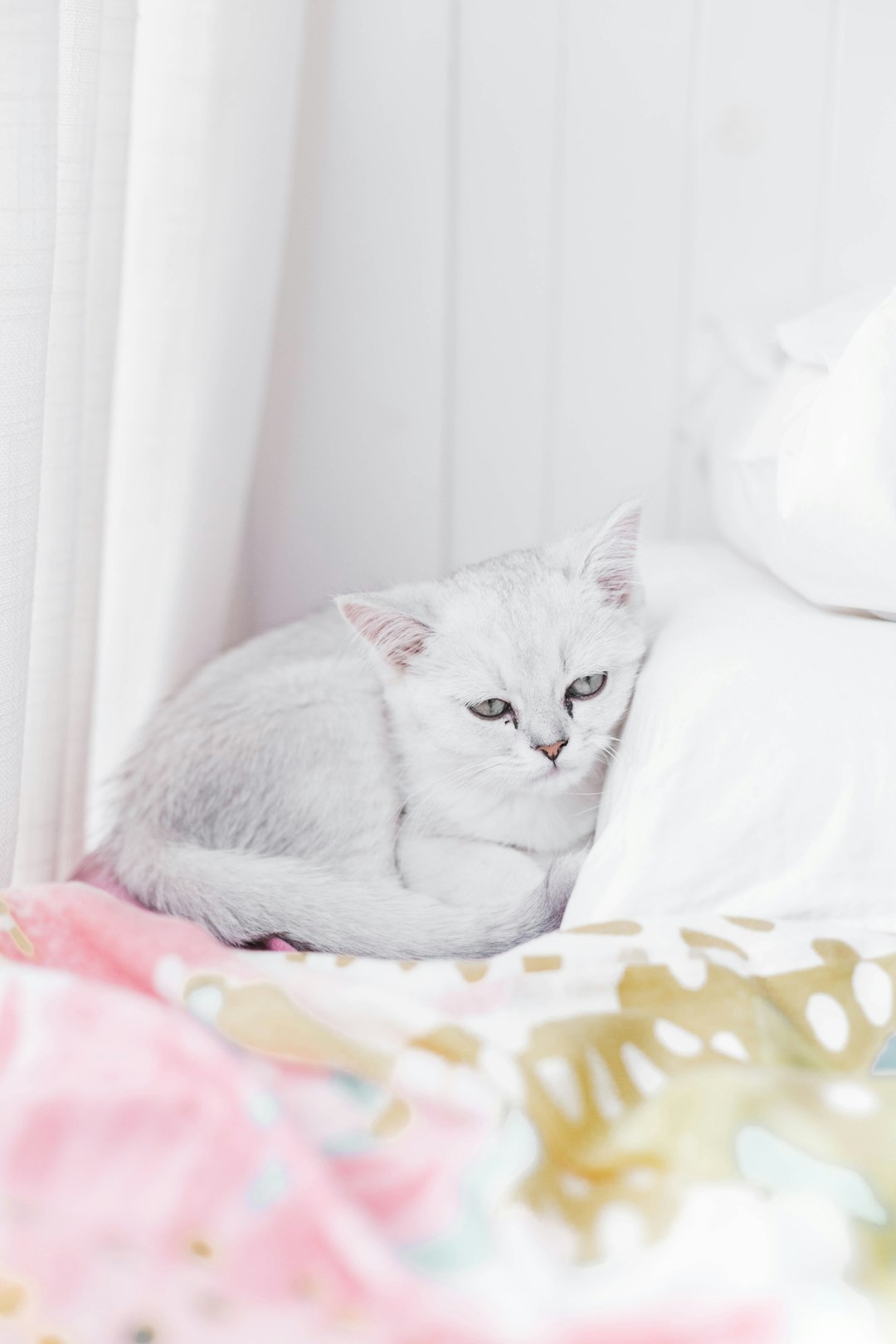 white cat lying on white and yellow polka dot textile