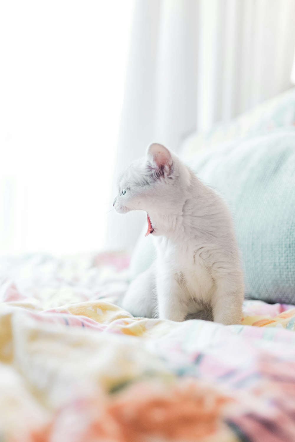 white cat on white and blue textile