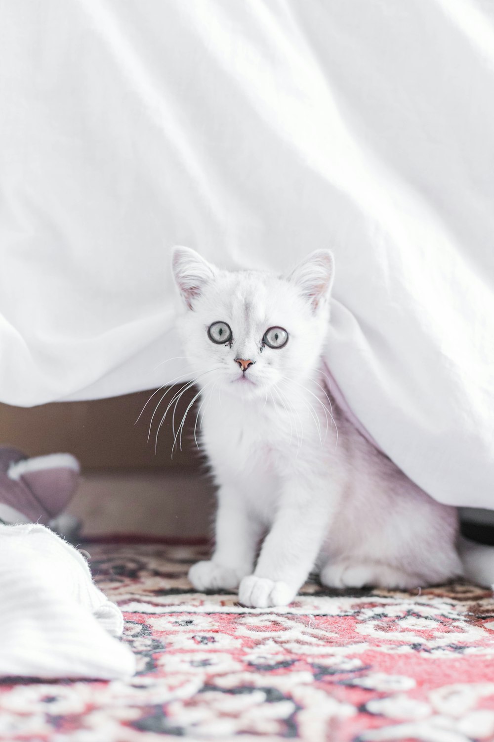 white cat on brown and white textile