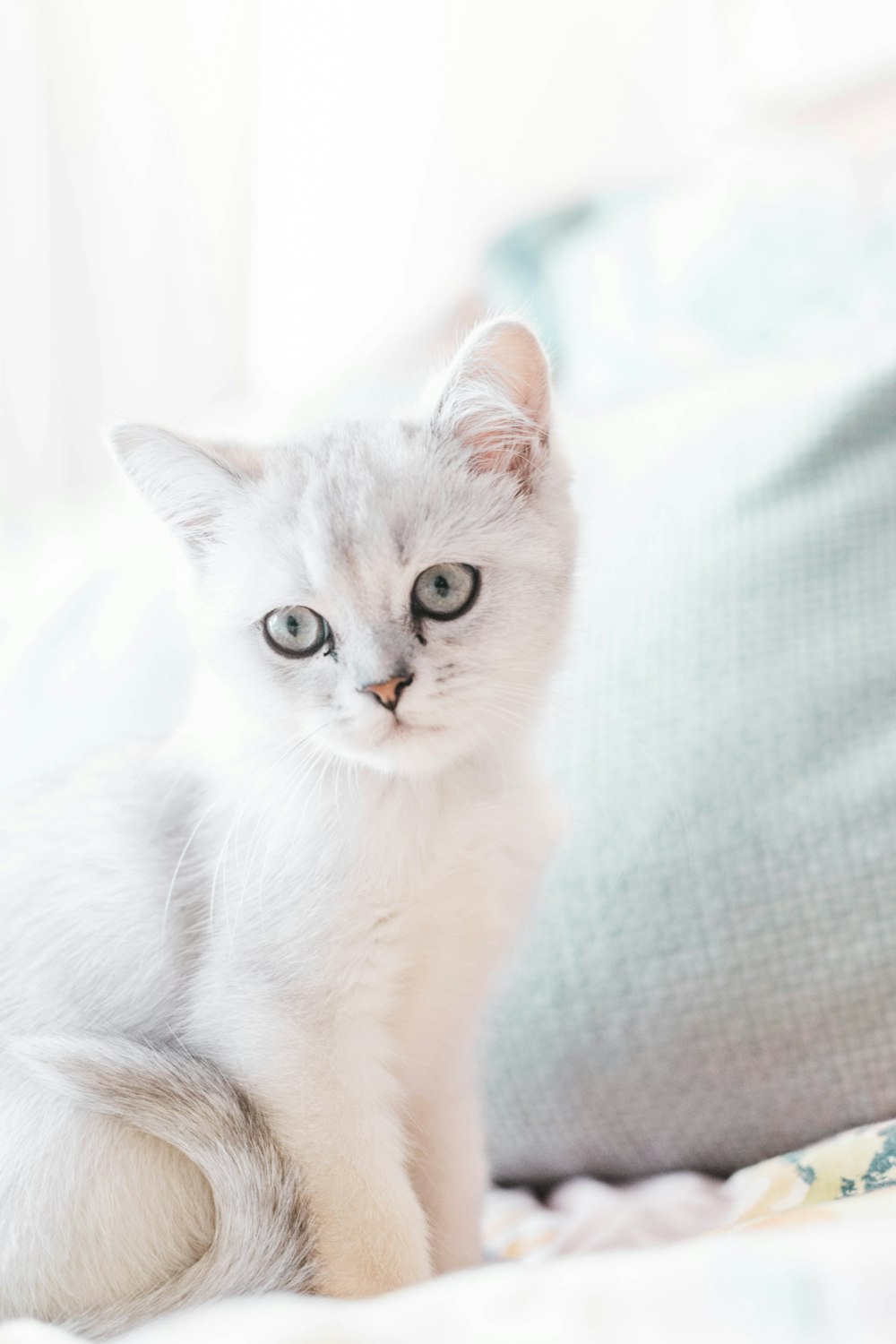 white cat on white textile